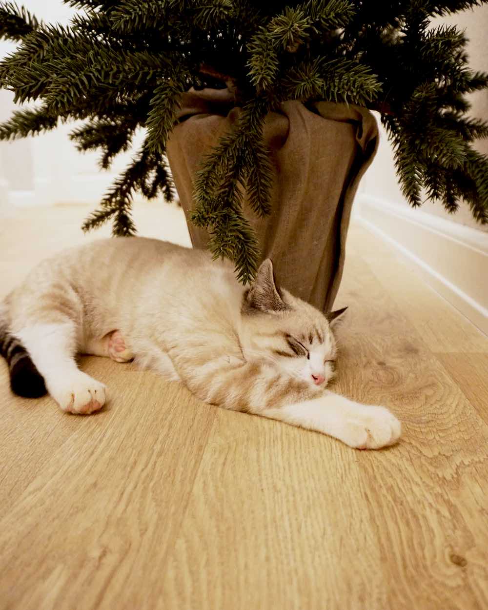 Cat Laying Beside Pot | Plants Poisonous To Cats You Should Avoid And How To Deal With Them
