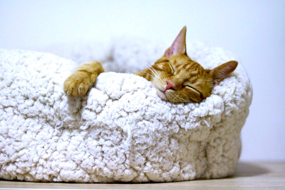 Cat Sleeping On White Bed | Plants Poisonous To Cats You Should Avoid And How To Deal With Them