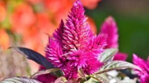 celosia argentea cockscomb | How To Grow Celosia Flowers In Your Fall Garden | Featured