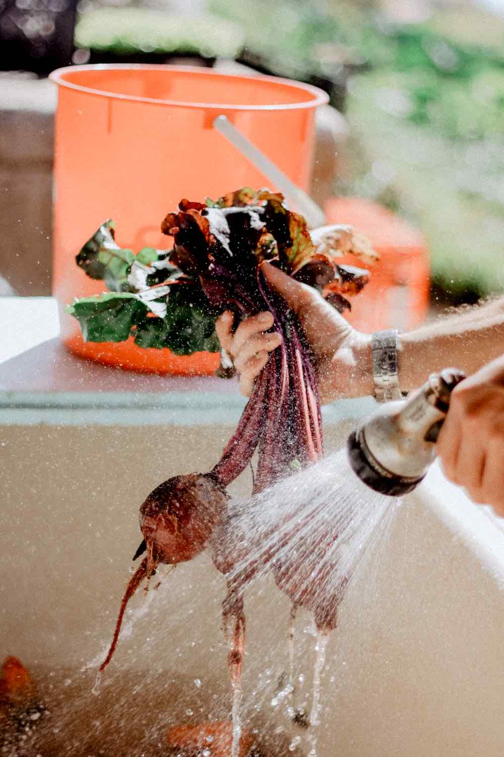 Cleaning Beets | Spring Vegetables To Plant In Your Garden