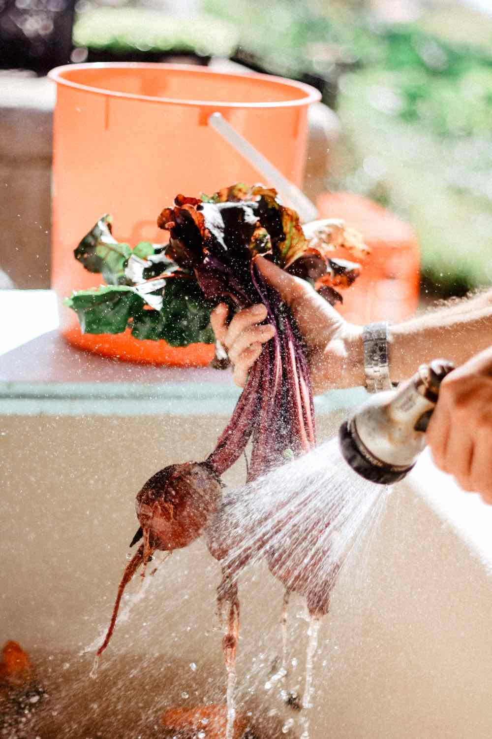 Cleaning Vegetables | Comprehensive Companion Planting Guide For Every Gardener
