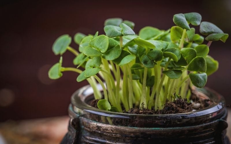 Close up of small jar with basil microgreen sprouts | How To Build Your Own Indoor Hydroponic Garden | hydroponic gardening