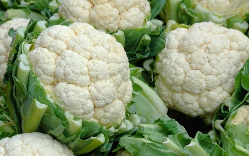 close up of several heads of cauliflower | fall crops