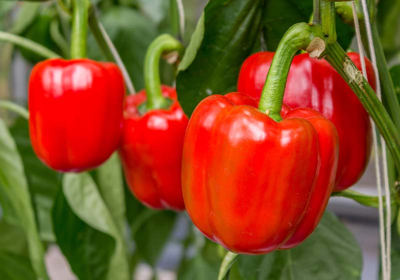 close up on fresh red paprika on paprika tree in farm | Perfect Summer Garden Crops For A Bountiful Harvest | vegetables that grow in full sun