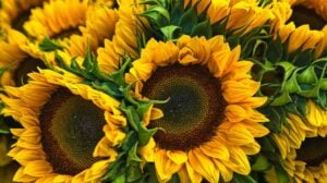closeup of sunflower | How To Grow Sunflowers In Your Flower Garden | sunflower seeds | featured