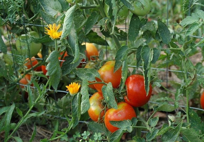 Companion planting with tomatoes and marigolds | Vegetable Garden Design: How To Layout A Fall Garden | vegetable garden design
