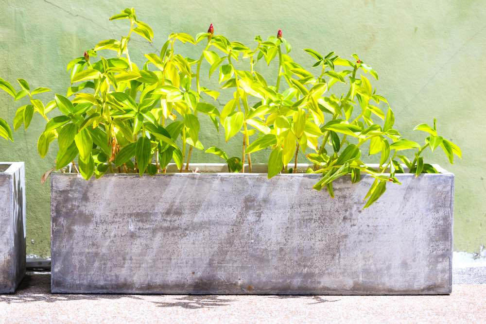Concrete Potted for Flowers and Plants | Container Gardening Ideas: How To Make Concrete Planters