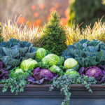 Design a Striking Fall-to-Winter Container Garden