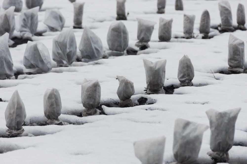 Covered plants in snow-covered outdoor | Container Gardening Tips For The Winter Season
