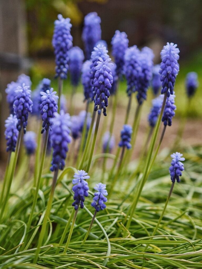 a close-up of some flowers