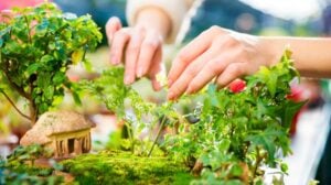 Fairy garden | DIY Miniature Fairy Garden | Featured