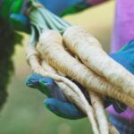 farmer holding root parsley vegetables | How To Grow Parsnips For A Fresh Fall Harvest | Featured