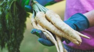 farmer holding root parsley vegetables | How To Grow Parsnips For A Fresh Fall Harvest | Featured