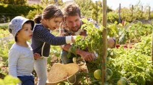 Father And Children Looking At Tomatoes Growing On Allotment | Help Your Kids Grow A Pizza Garden | mini garden | Featured