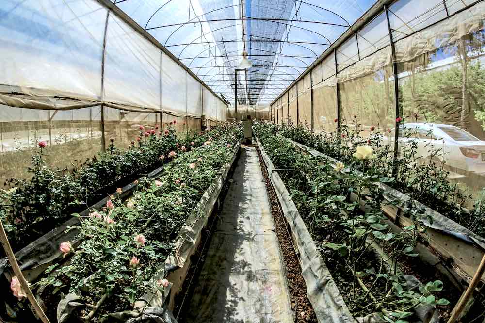 Fish Eye Photography of Gardens | Greenhouse Gardening Mistakes and How To Avoid Them