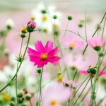 flowers cosmea flower cosmos | Your Ultimate Guide On Growing Cosmos Flower For A Colorful Garden | cosmos flower colors | featured