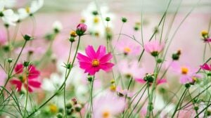 flowers cosmea flower cosmos | Your Ultimate Guide On Growing Cosmos Flower For A Colorful Garden | cosmos flower colors | featured