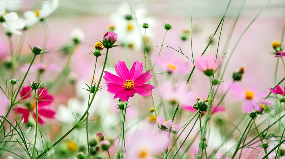 flowers cosmea flower cosmos | Your Ultimate Guide On Growing Cosmos Flower For A Colorful Garden | cosmos flower colors | featured