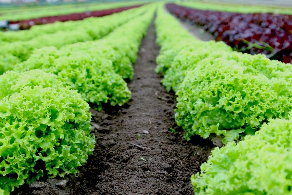 Food Salad Field Fresh | Comprehensive Companion Planting Guide For Every Gardener