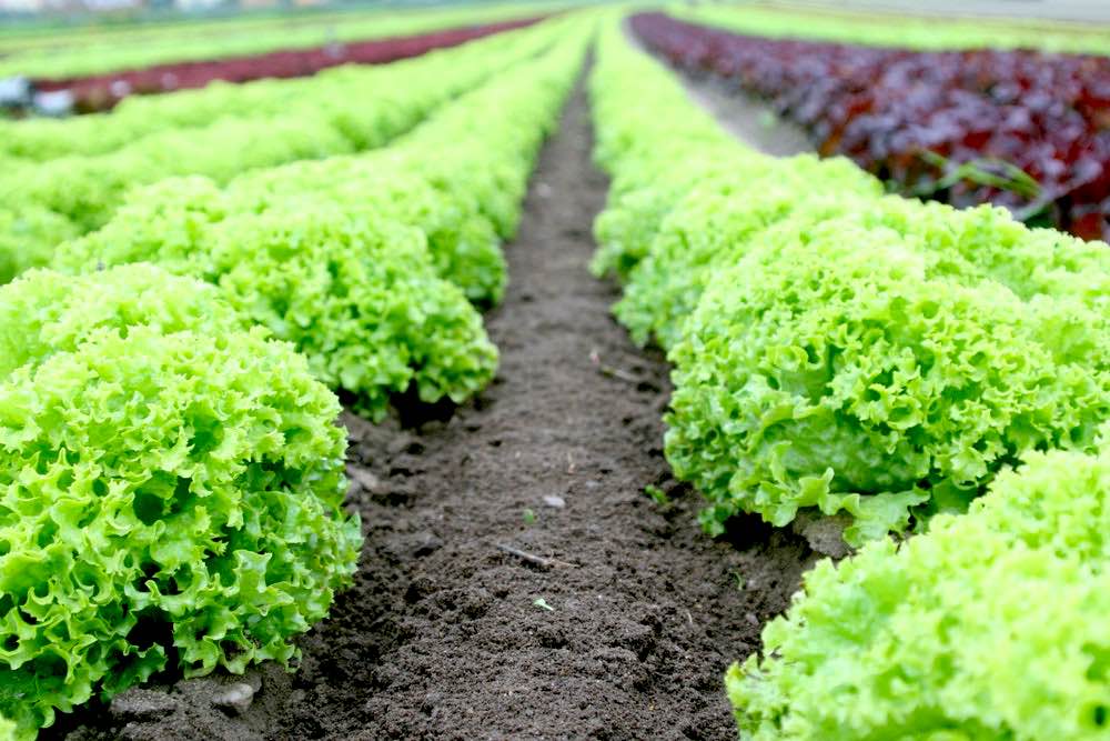 Food Salad Field Fresh | Spring Vegetables To Plant In Your Garden