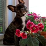 French Bulldog With Petunia| 10 Common Poisonous Plants For Dogs You Should Avoid | Featured