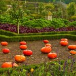 french vegetable garden with pumpkins | Vegetable Garden Design : How To Layout A Fall Garden | featured