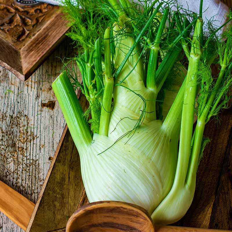 fresh and uncooked fennel on a rustic table | Fall Garden Crops | Fruits And Veggies Perfect To Grow This Season | Fall Season Garden Ideas