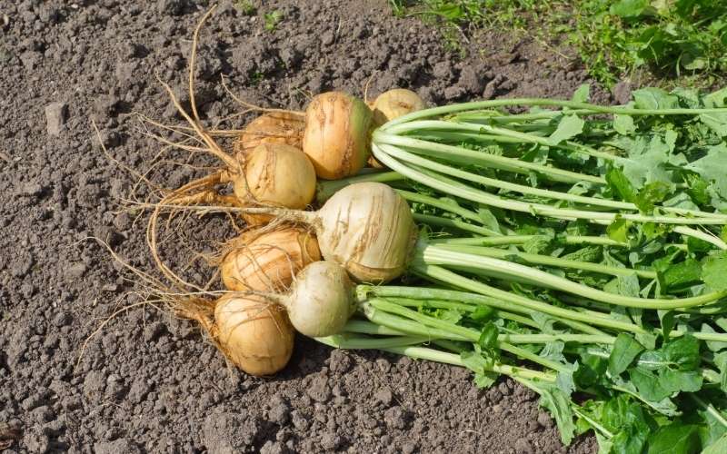 fresh gathered turnips | fall crops