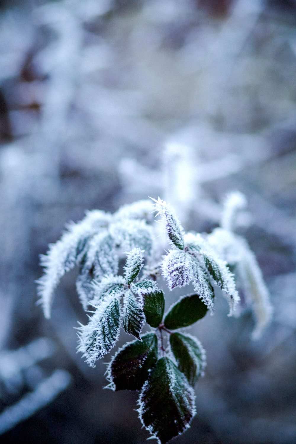 plant leves froze during winter | Container Gardening Tips For The Winter Season