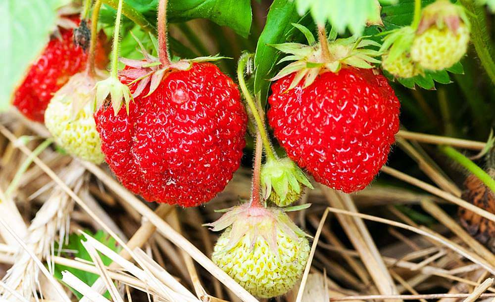 Healthy Strawberry Fruits | Spring Fruits You Should Plant In Your Garden | fruits in season