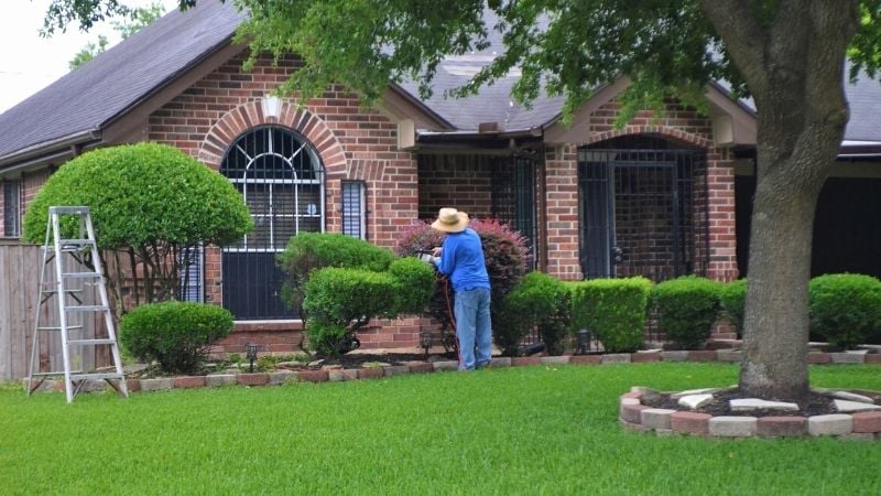 gardener hedge trimming garden | What Is A Living Fence and How Do You Grow One