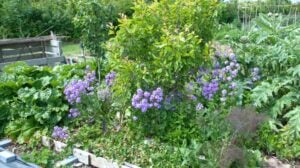Gardening Plants | Comprehensive Companion Planting Guide For Every Gardener | Featured