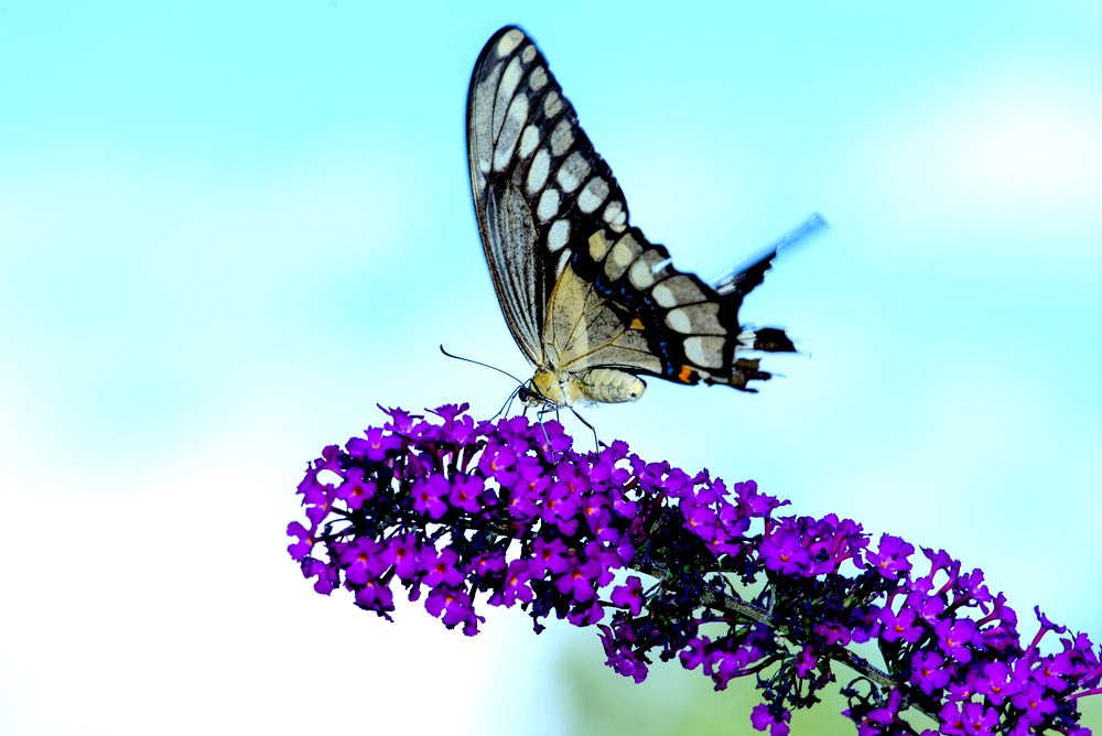 Giant Swallowtail Butterfly On Bush | 12 Invasive Plants To Avoid When Gardening