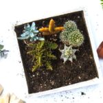 Green Cactus Plant In White Pot Container Gardening | Container Gardening Ideas: How To Make Concrete Planters | Featured