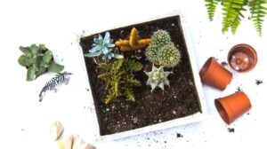 Green Cactus Plant In White Pot Container Gardening | Container Gardening Ideas: How To Make Concrete Planters | Featured