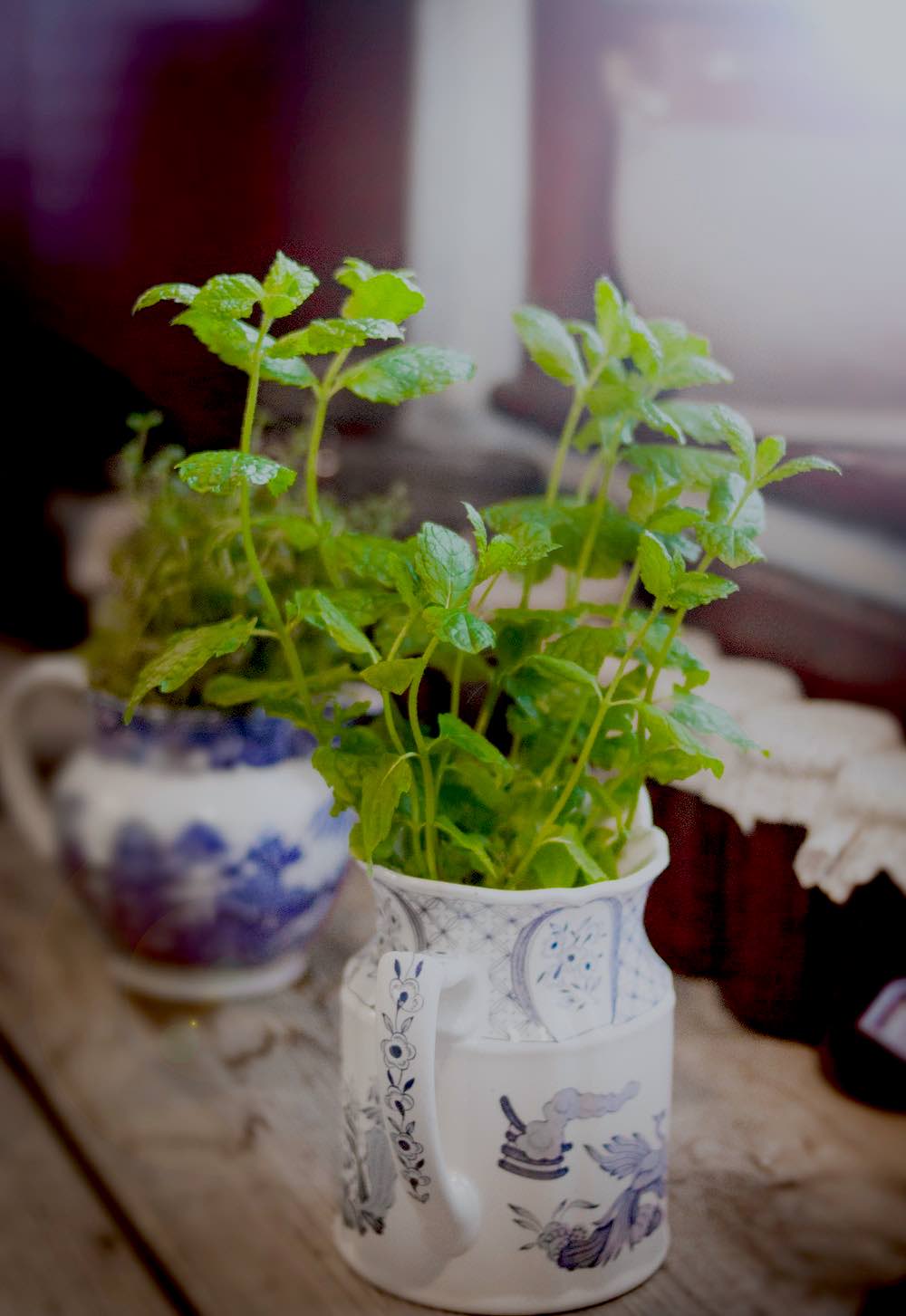 Green Leaf Plant | Comprehensive Companion Planting Guide For Every Gardener