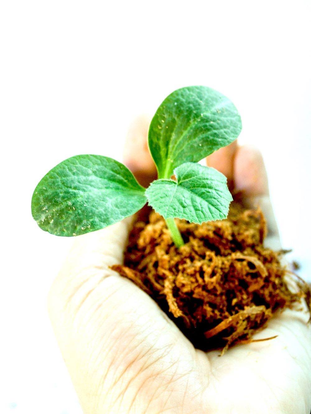Plant seedling on one's palm | Container Gardening Tips For The Winter Season