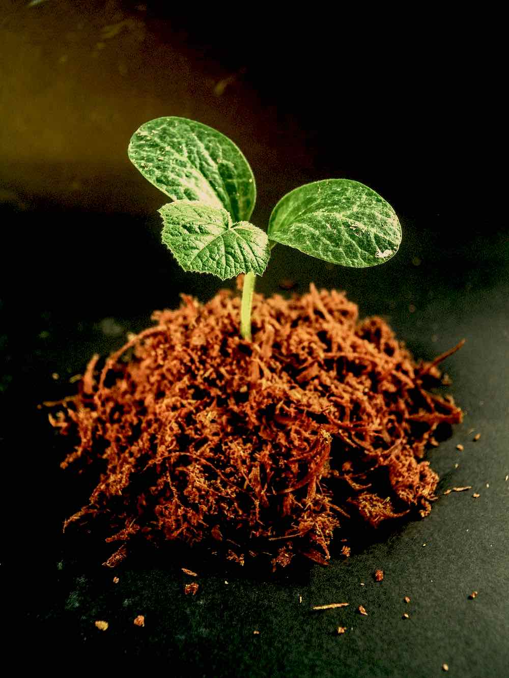 plant seedling with roots | Pros And Cons Of Square Foot Gardening | Garden Season