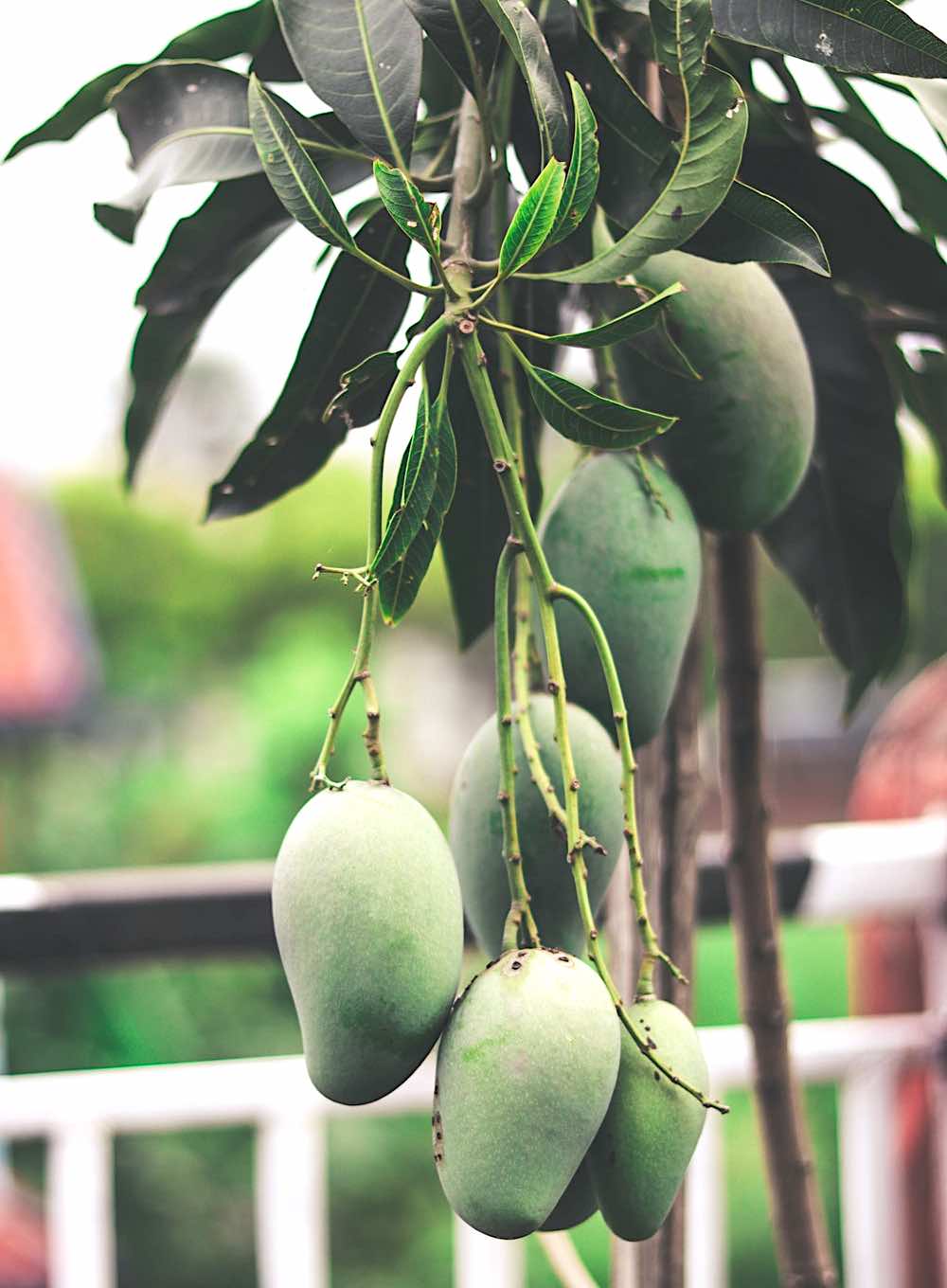 Green Mango Fruits Hanging On Tree | Spring Fruits You Should Plant In Your Garden | what fruits are in season now
