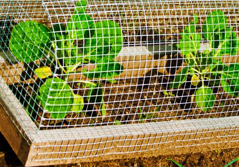Green lettuce under wire fence | How to Create Your Own Survival Garden 