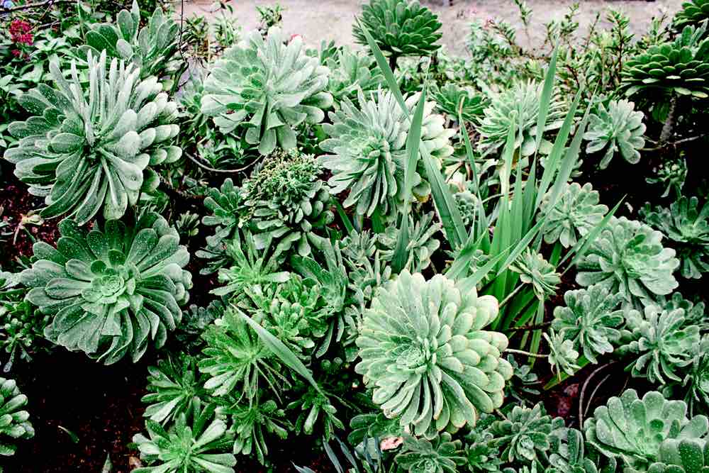 Green Succulent Potted Plants | Practical Gardening Skills Every Gardener Should Have Handy