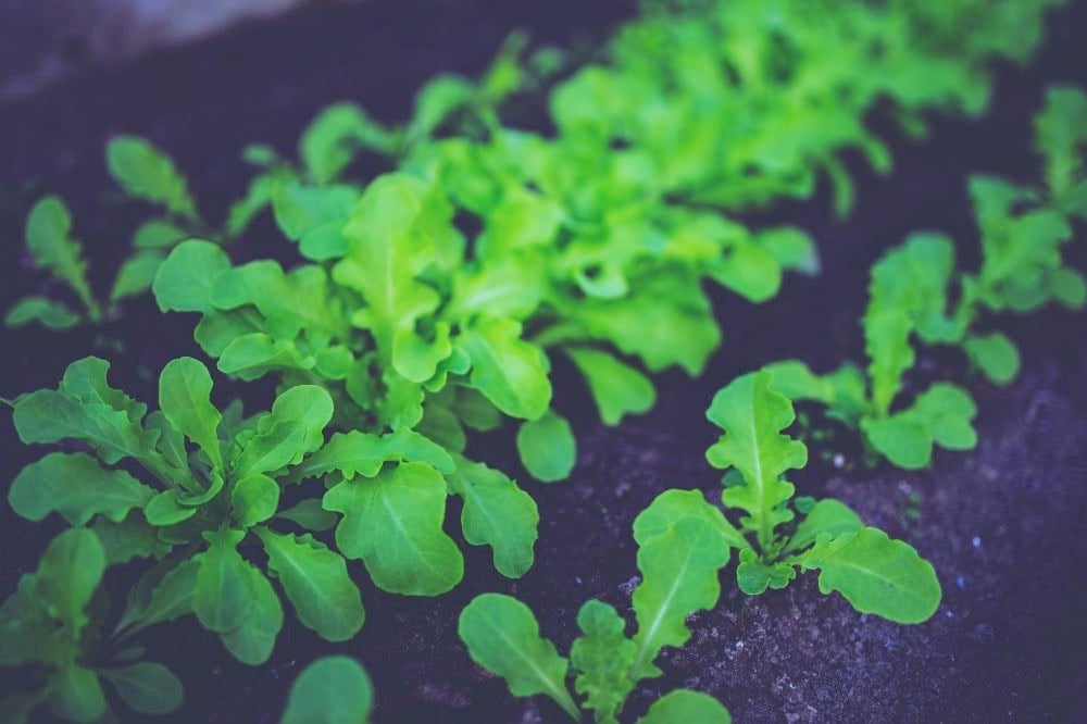 closeup shot of seedling in bed | Pros And Cons Of Square Foot Gardening | Garden Season