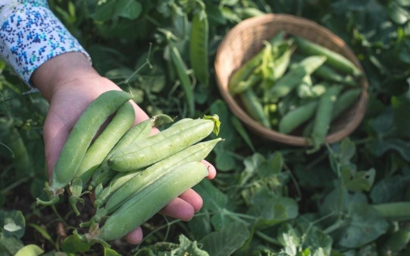 harvest pea plants | fall weather