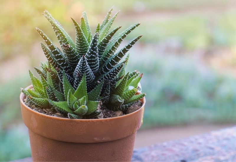 haworthia zebra fasciata morning light | 19 Types Of Succulents