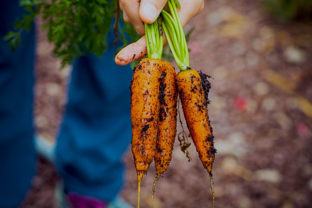 Healthy Dirty Agriculture Harvest |Comprehensive Companion Planting Guide For Every Gardener