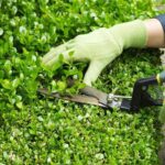 horizontal photo hands wearing gloves trimming hedges | How To Trim Overgrown Hedges Without Ruining It | Featured
