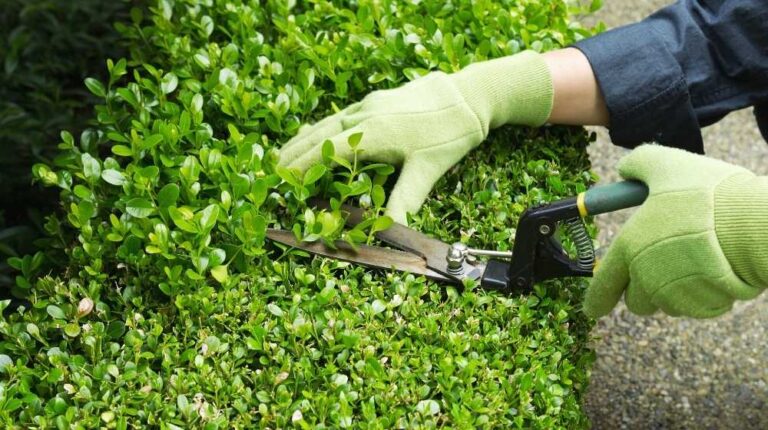 How To Trim Overgrown Hedges Without Ruining It