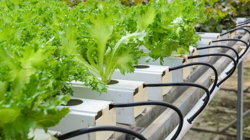 hydroponic fillie iceburg leaf lettuce vegetables plantation | What Is A Nutrient Film Technique System And How Does It Work? | Featured