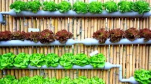 Hydroponic Salad Vegetable | Hydroponic Gardening FAQs: What Is It And How Does It Work? | Featured
