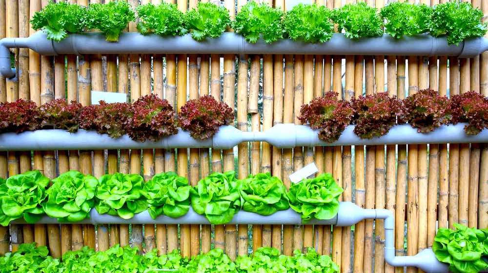 Hydroponic Salad Vegetable | Hydroponic Gardening FAQs: What Is It And How Does It Work? | Featured